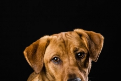 Truckee-tahoe-dog-pictures-100