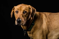 Truckee-tahoe-dog-pictures-101