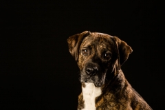 Truckee-tahoe-dog-pictures-103