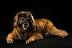 Truckee-tahoe-dog-pictures-111