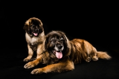 Truckee-tahoe-dog-pictures-114