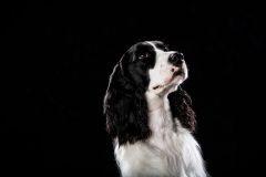Truckee-tahoe-dog-pictures-117