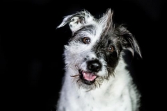Truckee-tahoe-dog-pictures-130